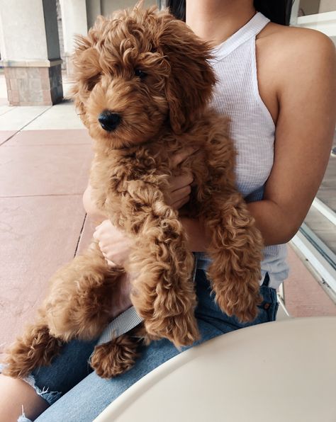 F1b Goldendoodle Mini, Mini Cockapoo Full Grown, Australian Labradoodle Mini, Mini Golden Doodle Full Grown, Mini Groodle, Golden Doodle Mini, Mini Goldendoodle Full Grown, Golden Doodle Puppy, Mini Golden Doodle