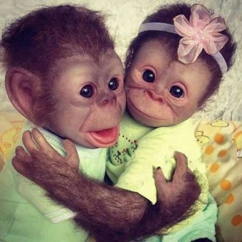 Monkey cuteness Funny Monkey Pictures, Cute Monkey Pictures, Baby Monkeys, Monkey Pictures, Funny Animal Photos, Pet Monkey, Baby Animals Pictures, Monkeys Funny