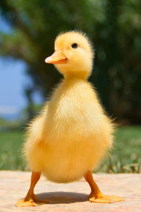 Whether you're a new duck parent or just fascinated by these little quack machines, discover essential tips on caring for baby ducks. Learn about their needs, feeding routines, and creating a cozy home for your feathered friends! 🏡🦆 #DucklingCare #PetTips Duckling Photography, Duckling Care, Watercolour Animals, Yellow Floor, Duck Tattoos, Cute Ducklings, Baby Duck, Doodles Drawings, Cute Duck