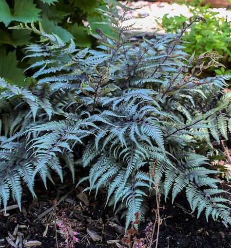 Back Yard Shade, Small Shady Garden, Godzilla Japanese, Japanese Fern, Condo Garden, Container Garden Recipes, Japanese Maple Garden, Exterior Plants, Painted Fern