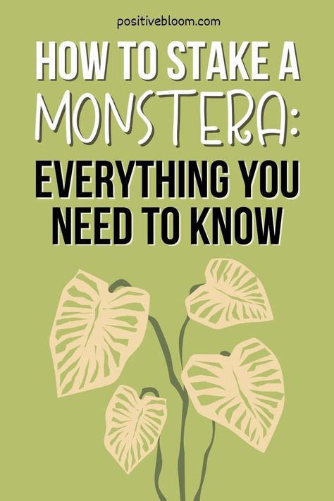 Learn how to stake a Monstera, which type of stake to choose, and how to train the plant around support. Also, find out why it's beneficial. Climbing Monstera Plant, Plant Training, Peperomia Plant, Alocasia Plant, Lucky Plant, Calathea Plant, Prayer Plant, Pothos Plant, Plants Indoor