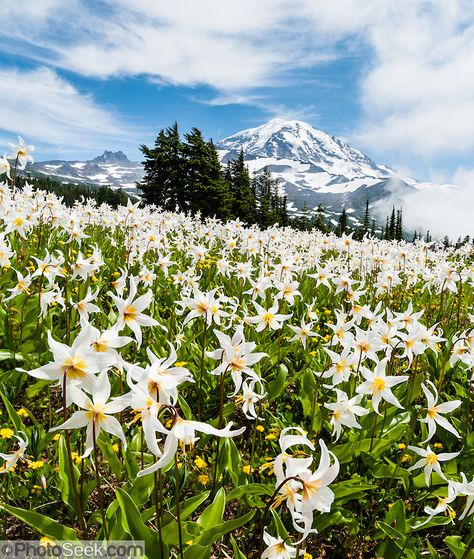 Fields of White Avalanche Lilies bloom in late July along the trail in Spray Park, in Mount Rainier National Park, Washington, USA Avalanche Lily Tattoo, Lily Field, Field Of Lilies, Washington Wildflowers, Washington State Landscape, Flower Field Mountains, Flower Clearing In Forest, Mount Rainier Wildflowers, Spray Park