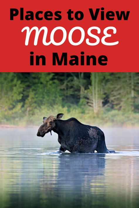 Best Places To Visit In Maine, Where To See Moose In Maine, Trip To Maine, Maine Attractions, Baxter State Park, Maine Road Trip, Northern Maine, Visit Maine, New England Road Trip