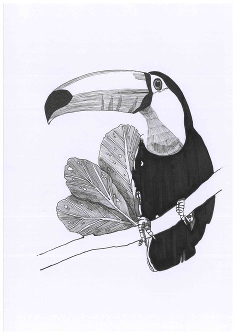 Toucan Sketch, Tucan Tattoo, Brazilian Tattoo Ideas, Toucan Tattoo, Toucan Drawing, Ancient Japanese Architecture, Toucan Illustration, Tattoo Guide, Armband Tattoos