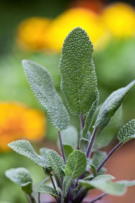 Common sage. Salvia officinalis. Photo by Paul Debois. Salvia Plant, Salvia Sclarea Plant, Salvia Apiana, Salvia Uliginosa, Salvia Nemorosa, Sage Herb, Salvia Officinalis, Types Of Christmas Trees, Spice Garden