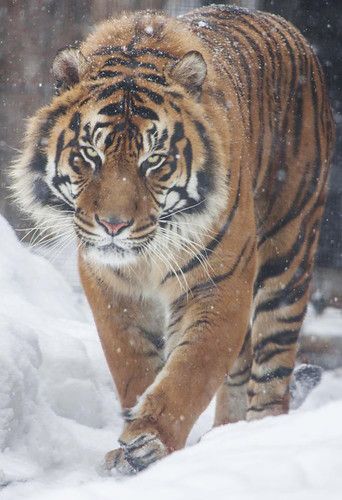 Amur Tiger, Sumatran Tiger, Siberian Tiger, Paws And Claws, Tiger Art, Holly Berry, Majestic Animals, Large Cats, Wildlife Animals