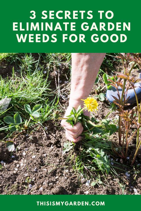 One Of The Constant Struggles That Gardners Have Is The Endless Chore And Battle Of Pulling Weeds From Their Garden. Weeds are not only an eyesore, but they steal nutrients and room from the plants that gardeners do want to grow! Find out 3 secret ways to eliminate garden weeds for good! Prevent Weeds In Garden, How To Pull Weeds Easily, Identifying Weeds, Garden Torch, Grass Weeds, Bad Bugs, Pulling Weeds, Garden Growing, Garden Weeds