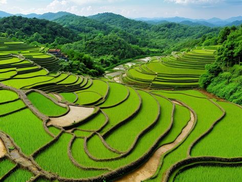 Discover Thailand's Beauty: Rice paddies in Northern Thailand Inspiring Landscapes, Rice Paddies, Northern Thailand, Awe Inspiring, Thailand, Rice, Beauty