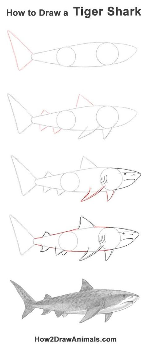 Shark Drawing Anatomy, Stingray Drawing Tutorial, Big Shark Drawing, Shark Drawing Side View, Tiger Shark Reference, Drawing Shark Easy, Great White Shark Drawing Easy, Shark Reference Drawing, How To Draw A Lemon Shark