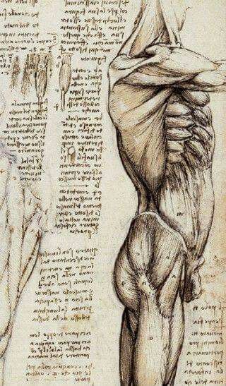 leonardo da vinci Anatomical Study, Michael Angelo, History Of Art, Human Anatomy Art, Anatomy Sketches, Drawing Studies, Anatomy For Artists, Anatomy Study, Anatomy Drawing