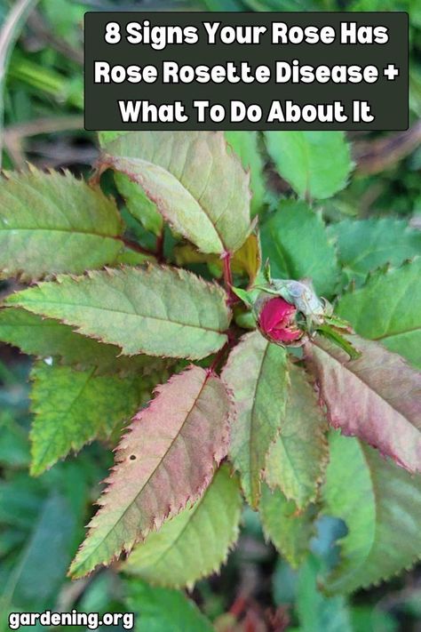 Recognize the early warning signs of rose rosette disease in your rose plant and take action to prevent further spread with expert tips and advice. Rosette Disease, Rosé Back, Diy Compost, Rose Got, Tree Seedlings, Rose Plant, Powdery Mildew, Plant Diseases, 8th Sign