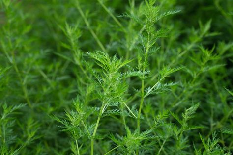 Sweet Wormwood, Wormwood Plant, A Lot Of Flowers, Artemisia Annua, Zinnia Garden, Plants Care, Sweet Annie, Yellow Blossom, Color And Texture