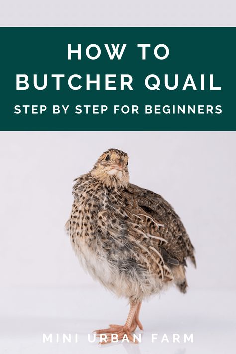 Raising Quail Indoors, Quail Tractor Diy, Indoor Quail, Chickens Vs Quail, Butchering Quail, Quail Food Diy, How To Cook Quail, Quail Pen Ideas, Natural Quail Habitat