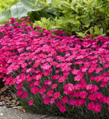 Top-selling Perennials of 2022 | Proven Winners Proven Winners Perennials, Pink Dianthus, Dianthus Flowers, Coral Bells Heuchera, Deer Resistant Perennials, Drought Tolerant Perennials, Magenta Flowers, Planting Plan, Proven Winners