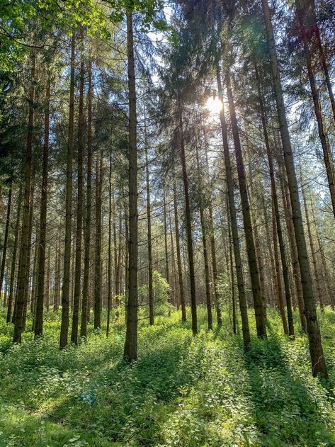 Thetford Forest in Suffolk and Norfolk covers over 47,000 acres. Tree species include conifers, oak, beech, lime, walnut, red oak and maple. The forest is home to a large population of hares, rabbits and gamebirds. Several species of deer include muntjac, roe deer and red deer. Birdlife includes woodlarks, nightjars, goshawks, crossbills, siskins and golden pheasants, stone curlews and often a wintering great grey shrike. Thetford Forest, Norfolk Uk, National Photography, Pine Forest, Travel Sites, Landscape Photographers, Norfolk, Travel Photos, Europe Travel