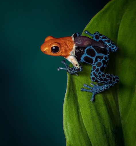 Pocket Frogs, Congratulations Photos, Poison Frog, Poison Dart, Wild Animals Pictures, Dart Frog, Small Pool, World Photo, Frog And Toad