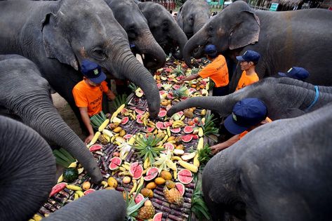 Elephants eat fruit and vegetables in Myanmar Elephant Eating, Elephant Food, World Elephant Day, Flying Pigs, Picture Editor, Flying Pig, Eat Fruit, Parkour, Sweet Animals