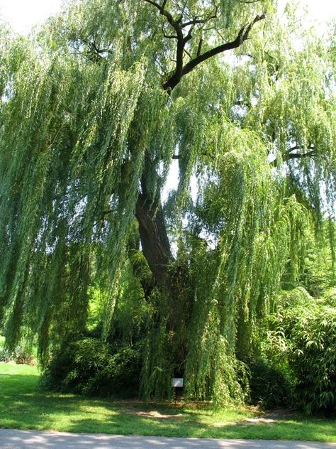 (White) Willow tree, Ogham symbol of Saill, represents Intuition White Willow Tree, Tree Ogham, Angel Oak Tree, Angel Oak Trees, Willow Tree Wedding, Cramp Relief, Angel Oak, Pine Tree Tattoo, Weeping Willow Tree