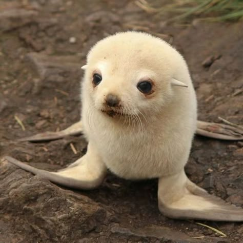 Reaction Photo, Silly Seal, Silly Creature, Cute Fluffy Animals, Cute Sea Animals, Cat Calico, I Want To Cuddle, Cute Dogs And Cats, Sea Girl