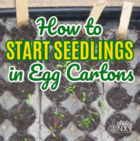 Easily and inexpensively start your garden seedlings by planting the seeds in cardboard egg cartons! #gardening #gardeningtips #seedlings #planting #garden Gardening Indoors, Starting Seeds, Growing Tomatoes In Containers, Easy Gardening, Gardening Vegetables, Starting Seeds Indoors, Egg Cartons, Organic Vegetable Garden, Meteor Garden 2018