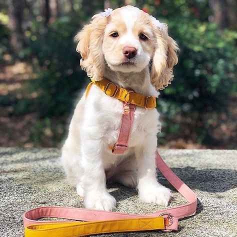 15 Charming And Funny Photos Of Cocker Spaniels | PetPress English Cocker Spaniel Puppy, English Cocker Spaniel Puppies, Cocker Spaniel Puppy, Super Cute Puppies, Cocker Spaniel Puppies, Cocker Spaniel Dog, English Cocker, English Cocker Spaniel, Cute Dog Pictures