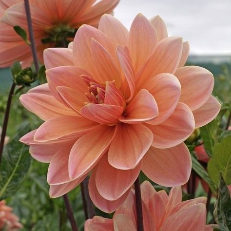 Dahlia Flower Garden, Gladioli, Coral Flowers, Dahlia Flower, Flowers Perennials, Arte Floral, Flower Farm, Flowers Nature, Dream Garden