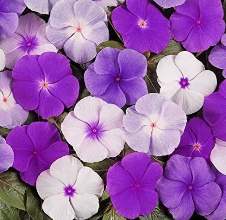 Vinca Ground Cover, Vinca Rosea, Vinca Flowers, Enchanted April, Papaya Flower, Periwinkle Flower, Periwinkle Flowers, Nails Flowers, Wallpaper Flower