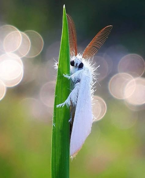 Fluffy Moths, Cute Moths, Silkworm Moth, Poodle Moth, Pretty Bugs, Cute Moth, Cute Bugs, Lunar Moth, Moth Butterfly