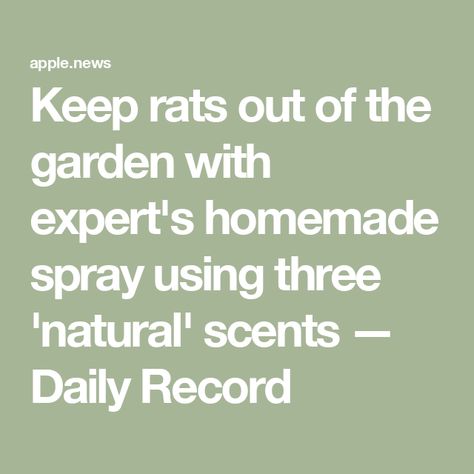 Keep rats out of the garden with expert's homemade spray using three 'natural' scents — Daily Record Get Rid Of Rats In Yard, Homemade Rat Poison, Rat Repellent, Rat Poison, Daily Record, Diy Sprays, Natural Scents, Rats, Repellent