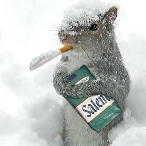 Snow Squirrel, Funny Squirrel Pictures, Silly Animal Pictures, Squirrel Christmas, Secret Squirrel, Squirrel Pictures, Squirrel Funny, Were Expecting, Feeling Pictures