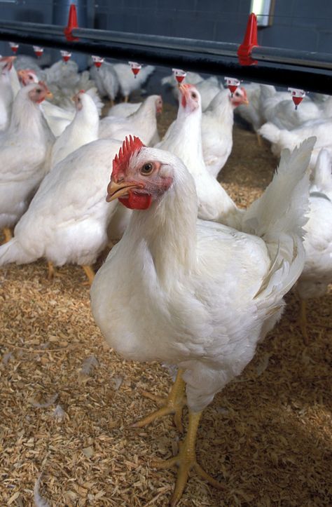 7. Sussex County, Delaware is first in the nation for the production of broiler chickens. Meat Chickens Breeds, Raising Meat Chickens, Raising Turkeys, Broiler Chicken, Livestock Farming, Best Meat, Poultry Farm, Animal Nutrition, Chicken Breeds