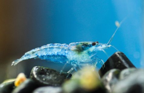 Neocaridina Shrimp, Pet Shrimp, Aquarium Shrimp, Old Florida, Freshwater Aquarium, Blue Velvet, The Well, Fresh Water, Fish Pet