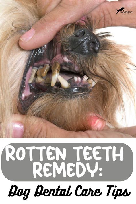 Rotten Teeth Remedy: Dog Dental Care Tips Dog Teeth Care, Rotten Teeth, Teeth Remedies, Dogs Teeth, Make Dog Food, Dog Remedies, Dog Toothbrush, Dog Health Tips, Dog Teeth Cleaning