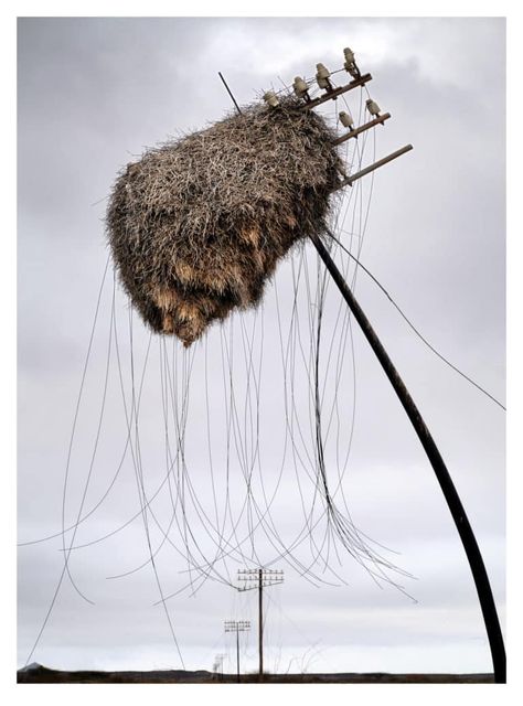 Weaver Bird Nest, English High School, Telephone Pole, Wow Photo, Nest Building, Final Exams, Free Tips, Bird Pictures, Colorful Birds