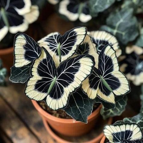 Moonlight Butterfly, Goth Garden, Butterfly Plants, Gothic Garden, Inside Plants, Plant Aesthetic, House Plants Decor, House Plants Indoor, Pretty Plants