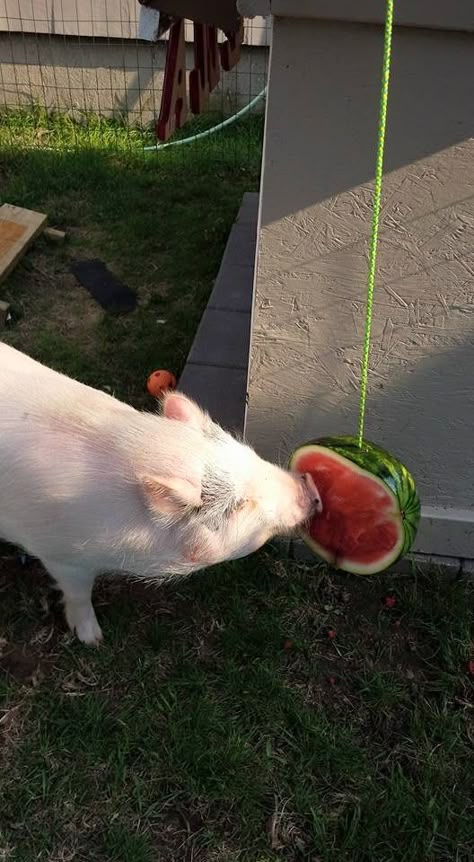 Hanging Treats: Can be hung from the ceiling or the top of a crate. You can also put a hole through a water bottle to tie it up, put a few treats in the bottom and piggy has to nudge the bottle to flip it up for the treats to drop out. Large pieces of fruits or vegetables can be strung up and hung. Water can be mixed with fruits, vegetables, or juice and frozen into a block or ring that can hang providing much needed cooling relief and enrichment during the summer months. Potbelly Pig Care, Pig Pen Ideas, Raising Pigs, Miniature Pigs, Pig Pen, Teacup Pigs, Pot Belly Pigs, Pig House, Mini Pigs