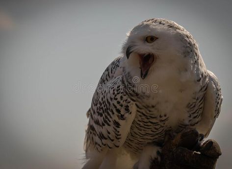 Blue Sky Images, Hunting Gloves, Paper Sculptures, Snowy Owl, Great White, Paper Sculpture, Scream, Blue Sky, Hunting