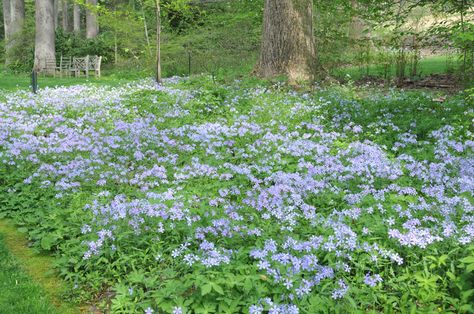 Learn How to Grow: Native Landscapes | North Carolina Cooperative Extension Phlox Divaricata, Best Ground Cover Plants, Michigan Gardening, Native Plant Landscape, Perennial Ground Cover, Virginia Bluebells, Shade Gardens, Hosta Plants, Sweet William