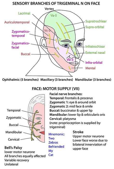 nerves of the head neck and face | ... Anatomy - Head and Neck - Nerves - Cranial - VII supplying face Nerves Of The Face, Head And Neck Anatomy Notes, Facial Nerves Anatomy, Trigeminal Nerve Anatomy, Face Diagram, Facial Nerve Branches, Head And Neck Anatomy, Anatomy Of The Body, Dental Hygienist School