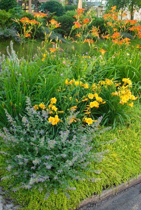 Hemerocallis fulva, Hemerocallis 'Stella d'Oro' and Nepeta 'Walker's Low' catmint all blooming in our curb strip this week ~WMG Wood Spurge, Hoa Ideas, Hemerocallis Fulva, Euphorbia Amygdaloides, Plant Character, Heirloom Garden, American Garden, Day Lilies, House Landscaping