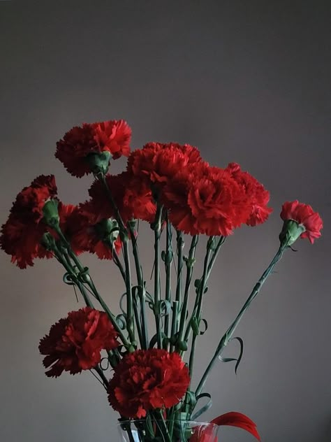 Red Carnation Aesthetic, Dark Red Carnation, Orpheus Aesthetic, Carnations Aesthetic, Carnation Aesthetic, Red Carnation Flower, Horror Wedding, Bow Wallpaper Iphone, Dark Red Flowers