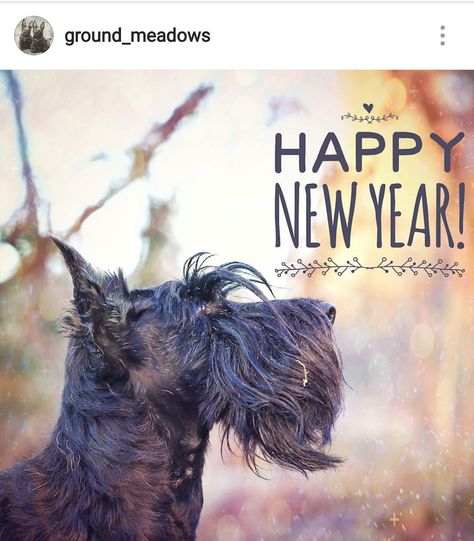 Scottie Puppies, Scottish Terriers, Rescue Dog, Scottish Terrier, Scottie Dog, Dog Mom, Mom And Dad, Fur Babies, Happy New Year