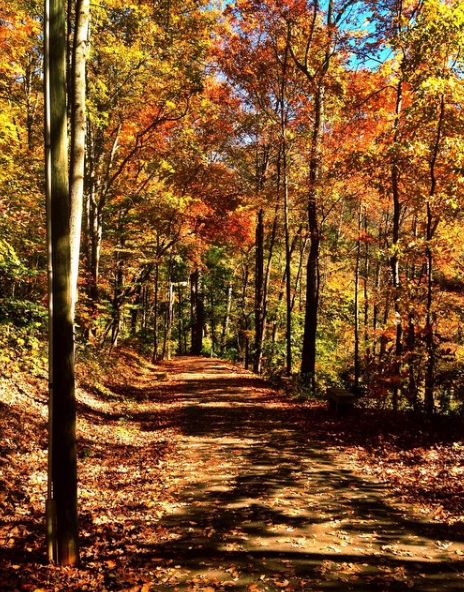 Wake Forest University Aesthetic, Wake Forest North Carolina, College Vibes, Training For A Marathon, Wake Forest Nc, College Motivation, Forest Aesthetic, Wake Forest University, College Aesthetic