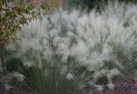 Muhlenbergia capillaris 'White Cloud' gives a cotton candy effect to the landscape. Photo courtesy of Hoffman Nursery. Muhlenbergia Capillaris, Perennial Grasses, Buy Plants Online, Grasses Landscaping, Gardening 101, Moon Garden, Buy Plants, White Cloud, White Gardens