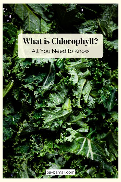 If you feel like you’ve been hearing the term ‘chlorophyll’ more often recently, it is no coincidence. Chlorophyll supplements have been gaining quite a lot of popularity, and the health benefits of this substance have been hailed by many all across the internet. But what exactly is chlorophyll? In the article below we’ll take a close look at the benefits it offers, according to health experts, as well as recommend some ways to attain it naturally. What Is Chlorophyll, Chlorophyll Benefits, Chlorophyll Water, Matcha Benefits, Plants Green, When You Sleep, Riddles, Funny Photos, Health Benefits