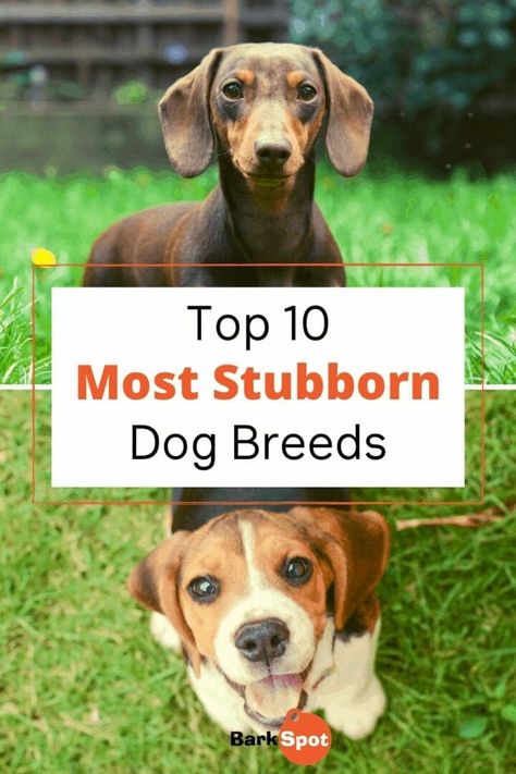 8 Most Stubborn Dog Breeds Dog Facts Interesting, Working Dog Breeds, Dog Breeds Chart, Dog Mom Humor, Calm Dog Breeds, Beagle Breeds, Dog Lifestyle, Shar Pei Dog, Working Dog