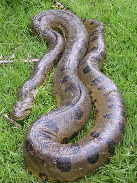 Titanoboa Snake, Anaconda Verde, Giant Anaconda, Anaconda Snake, Green Anaconda, Big Snake, Snake Turtle, Cool Snakes, Pretty Snakes