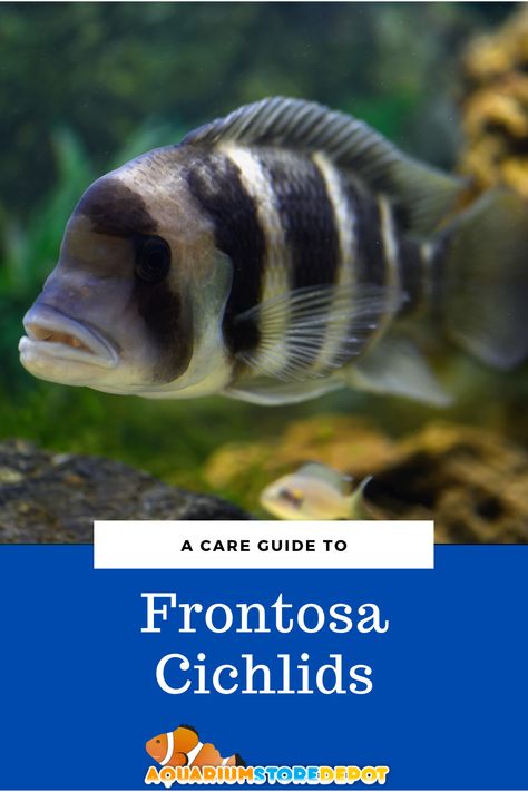 The Frontosa cichlid is a beautiful fish that can be kept in medium to large sized tanks. They are easy going and have an interesting personality, which makes them attractive pets. In this article we discuss how to care for your new pet including what water temperature they need, their habitat needs, tank size requirements, and more! #africancichlids #cichlids #aquarium Aquarium Store, Malawi Cichlids, Fish Board, Lake Tanganyika, Reef Tanks, African Cichlids, Home Aquarium, Fish Care, Saltwater Fish