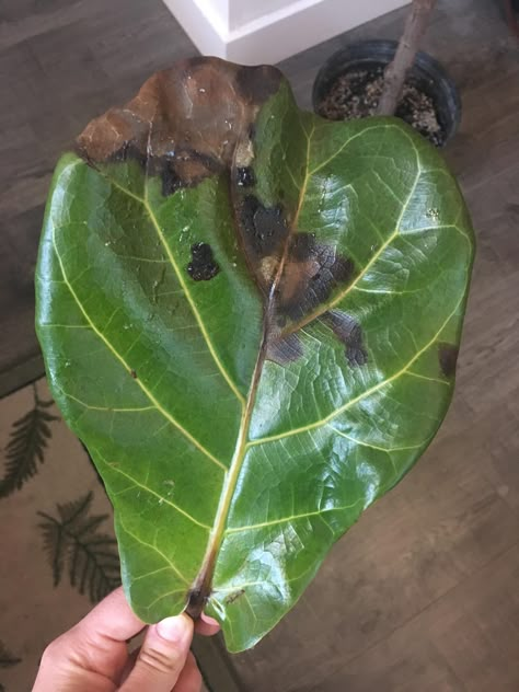 Fig Plant Care, Fiddle Leaf Plant, Fiddle Fig Tree, Fiddle Leaf Fig Care, Fiddle Tree, Fiddle Leaf Fig Plant, Leaves Meaning, Fiddle Leaf Tree, Fig Plant