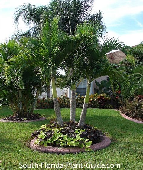 Adonidia Palm, Palm Landscaping, Landscaping Decor, Magical Fairy Garden, Palm Trees Landscaping, Florida Landscaping, Home Quotes, Small Landscape, Florida Plants